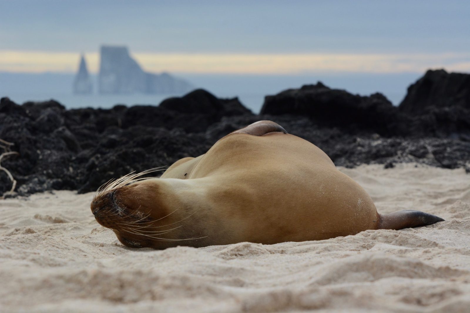 Galapagos Legend - 8 Day Cruise South North Galapagos