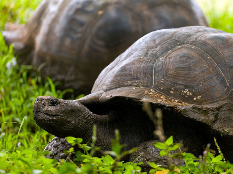 Yolita II - 4 Day Cruise South Galapagos